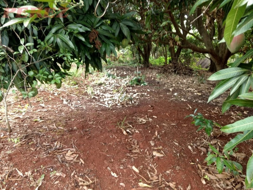 Chácaras_sítios_fazendas Para Venda - 13650.7749