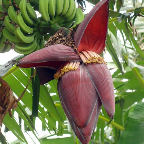 Coração De Bananeira - Flor De Bananeira Sem Agrotóxicos