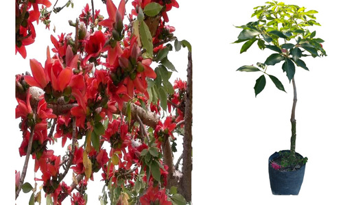 Arbol De Ceiba Roja Brasileña Bombax Ceiba