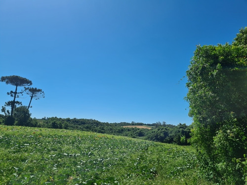 Imagem 10 de 14 de Terreno