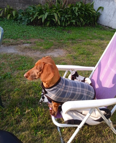 Imagen 3 de 5 de Pensionado Para Tu Mascota Económico