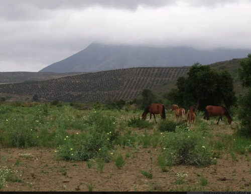 Agrícola En Venta En Los Vilos