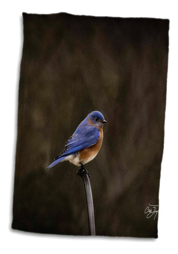 Rosa En 3d, Increíbles Pájaros Azules Orientales, Polvo Suav