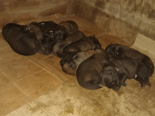 Cachorros, Pastor Belga Malinois Disponibles.