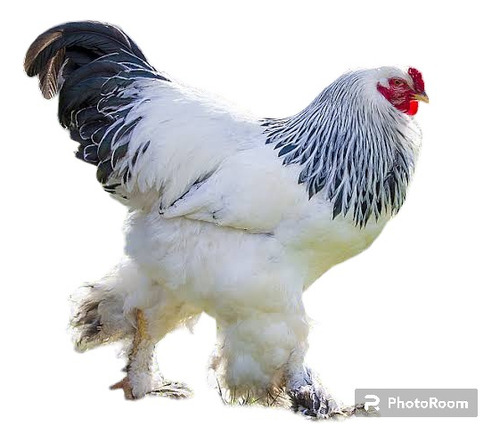 4 Huevos Fértil Gallina Brahma Envío Gratis