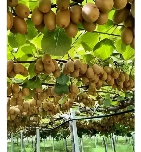 200 Pcs Sementes Kiwi Japonês Fruto Ornamentais P Mudas