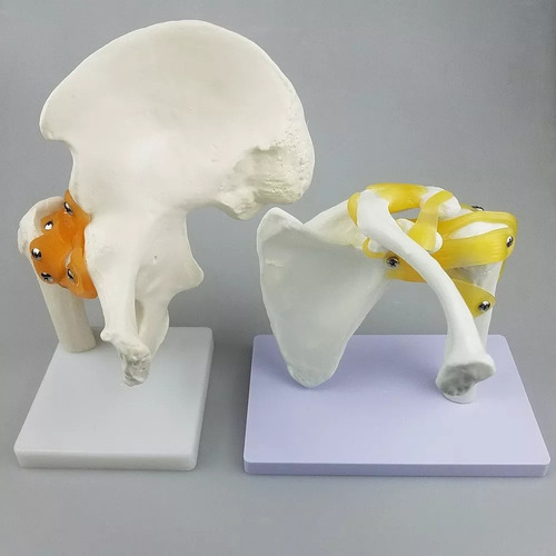 Modelo De Articulación Del Hombro Con Ligamentos Funcionales