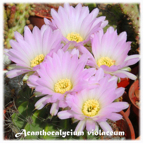 Semillas De Cactus Planta Suculenta Acantocalycium Violaceum