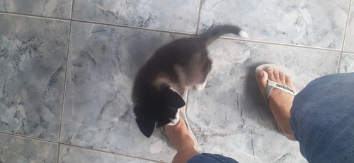 Imagem 5 de 5 de Husky Siberiano