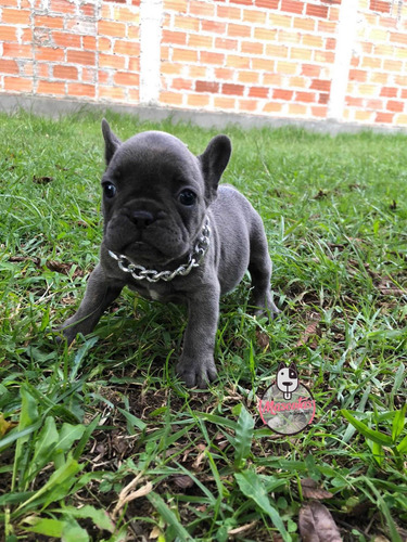 Imagen 4 de 5 de Cachorra Bulldog Frances Blue Rionegro Medellín Bogotá