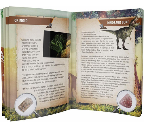 Mega Kit Fossil Dig - Dig Up 15 Auténticos Fósiles (huesos D