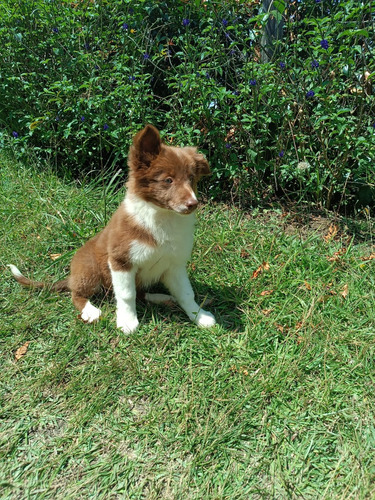 Cachorra Border Collie Chocolate Bogotá Animal Pets Colombia