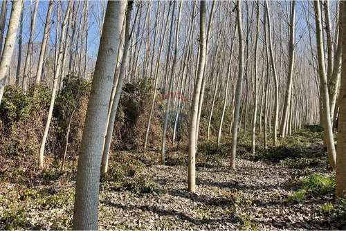 Venta De Terreno, Cuesta De Idahue, Coltauco