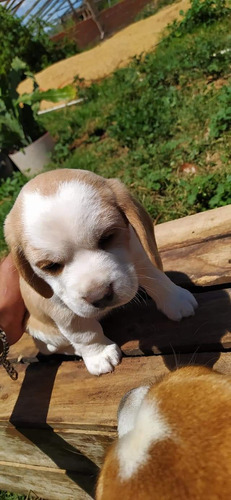 Cachorros Beagles