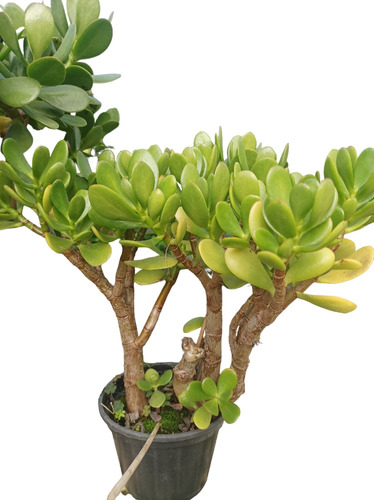 Árbol De Jade Envío Gratis 