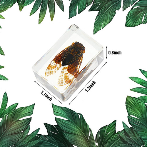 Fwefww Pisapapeles De Resina Para Insectos De La Colección