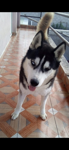 Imagen 7 de 7 de Huskys Siberianos