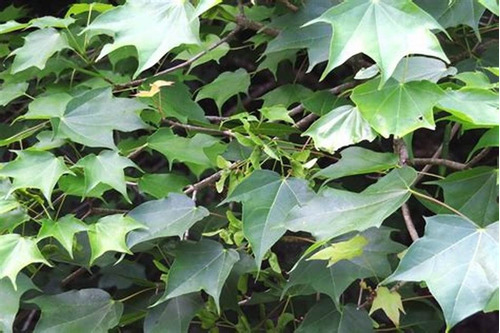 Espinheira Santa Erva Seca Para Chá 100 Gr