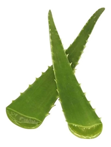 1 Muda De Babosa Aloe Vera Barbadensis Miller 40cm Com Vaso