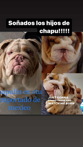 Servicio De Stud Bulldog Inglés Exóticos Lilac Importados