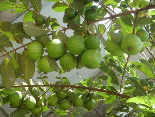 Guayaba Verde ( Frutal ) Alta Producción