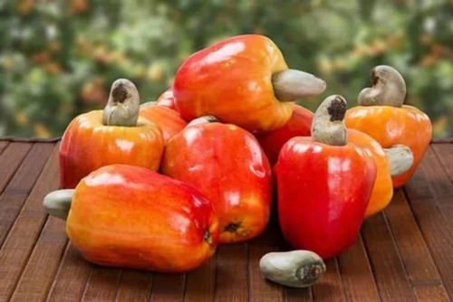 Muda De Caju Anão Vermelho C/ Produção Precoce Todos Climas