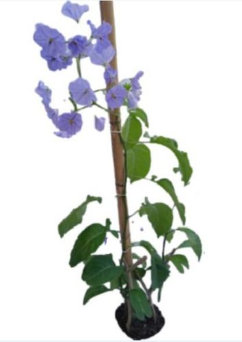 Solano Flor Azul ( Trepadora ) Nuevas .. No Hago Envios