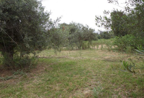 Lotes 55 Y 64, La Cachina