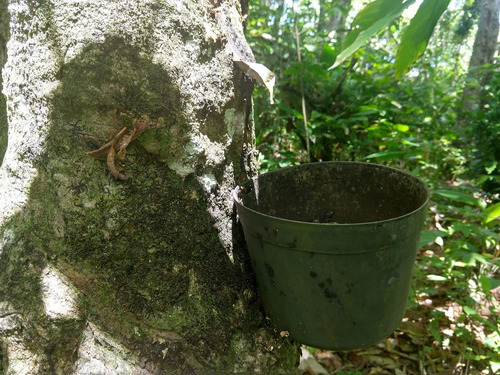 Imagem 10 de 15 de Fazenda, Para Venda Em Ilhéus/ba - Fa01