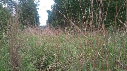 Imagem 2 de 30 de Fazenda De Gado E Graõ Com 455 Hectares Curvelo - 36426