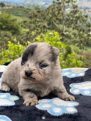 Imagen 7 de 9 de Cachorros Pomerania Mini Lulú Pomerania