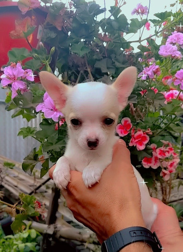 Perritos Chihuahua Puros Mini Toy 450 Cabeza De Manzana