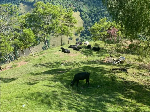 Venta Finca Productiva 132 Hectáreas Entre Pácora Y Salamina, Caldas