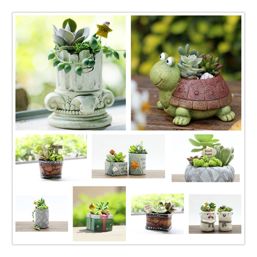 Planta De Flores Suculentas Maceta Contenedor De Caja