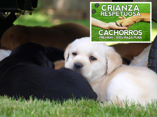 Labrador Retriever Puros Con Cobertura Medica Por 18 Meses
