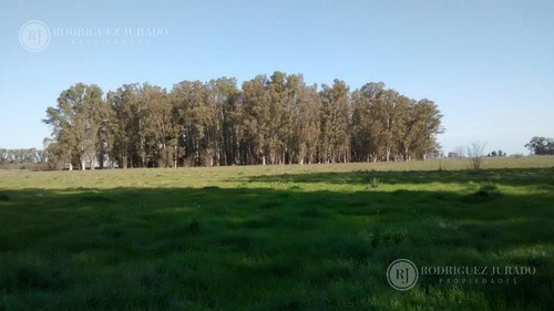 Imagen 12 de 17 de Campo De 53.3ha - Tomas Jofre Única Oportunidad Re - Tasado - Toma Propiedad