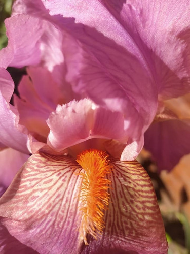 Rizoma Iris Germánica Lirio Barbado Briar Rose