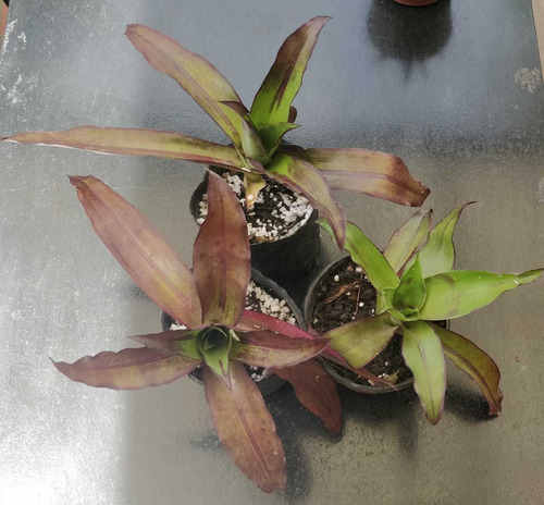 Callisia Fragrans 2x1