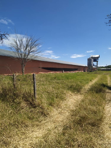 Imagen 12 de 20 de Granja De Gallinas Ponedoras Valencia Edo Carabobo