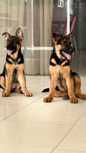 Cachorros Pastor Aleman Con Pedígree 