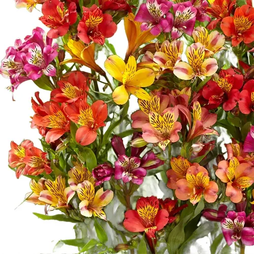 Semi Di Alstroemeria Dr. Salter's Mix - 10 Semi Freschi, Per Giardino O Vaso, Fiori Colorati E Facili Da Coltivare
