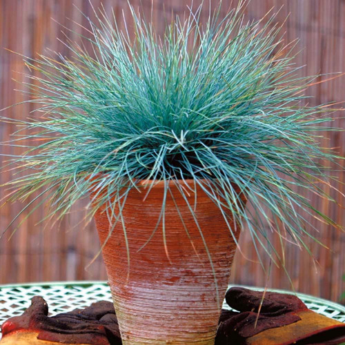 Imagem 9 de 9 de Grama Azul Festuca Glauca Blue - Sementes Flor Pra Mudas