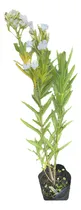 Comprar Laurel De Flor Blanco 5lts Laurel De Jardin