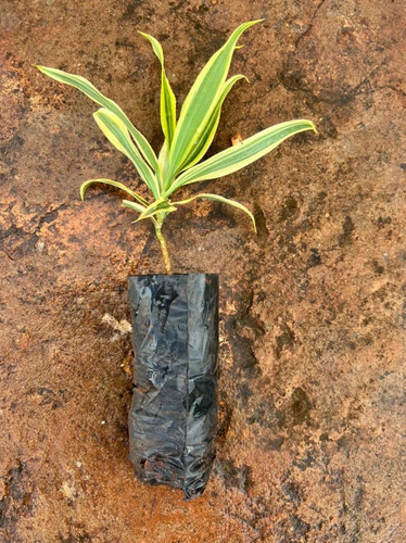Muda De Pleomele Variegata - Para Produzir
