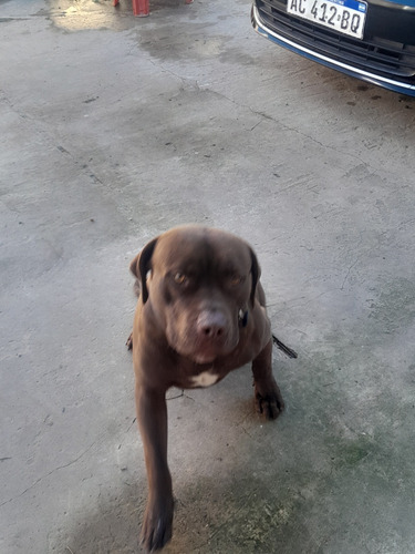 Cervicio De Monta Pit Bull
