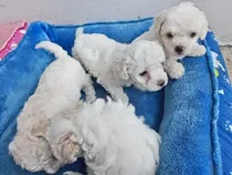 Comprar Cachorros French Poodle Mini