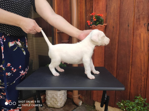 Filhote De Dogo Argentino 31 Dias