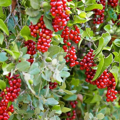 Kit 2 Pct Chá De Japecanga Smilax Japecanga 100g
