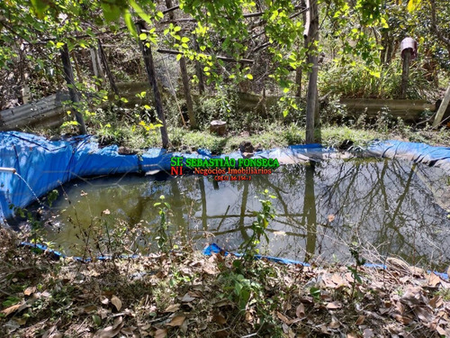 Imagem 13 de 15 de Chácara Em Santa Branca Com Nascente E Tanque De Peixe - 2113