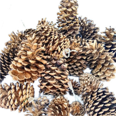 50 Piñas Navideñas De Pino Doradas Con Armella Para Árbol !